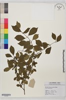 圓葉鼠李藏品圖，第1張