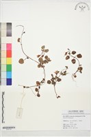 登錄號:S197153藏品圖，第1張