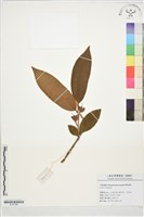 登錄號:S197165藏品圖，第1張