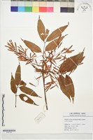 多花白蜡樹藏品圖，第1張