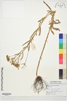 登錄號:S197242藏品圖，第1張