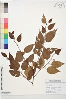 登錄號:S197245藏品圖，第1張