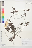 太行鐵線蓮藏品圖，第1張