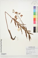 登錄號:S197281藏品圖，第1張