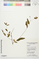 登錄號:S197283藏品圖，第1張