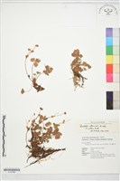 高山翻白草藏品圖，第1張