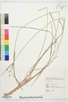 登錄號:S197324藏品圖，第1張