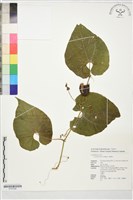 登錄號:S197390藏品圖，第1張