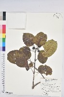 登錄號:S197558藏品圖，第1張