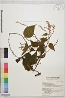 毛咀簽藏品圖，第1張