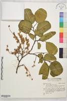 登錄號:S197687藏品圖，第1張