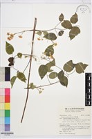 小蓑衣藤藏品圖，第1張