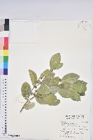 白樹仔藏品圖，第1張