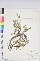 濱大戟藏品圖，第1張