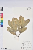 蘭嶼土沉香藏品圖，第1張