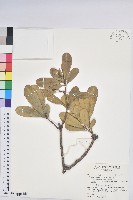 蘭嶼土沉香藏品圖，第1張