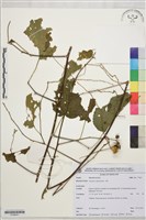 登錄號:S198041藏品圖，第1張