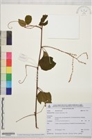 登錄號:S198065藏品圖，第1張