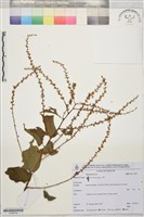 登錄號:S198144藏品圖，第1張