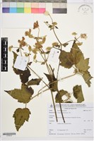 毛木通藏品圖，第1張