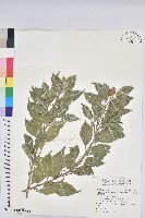 臺灣假黃楊藏品圖，第1張