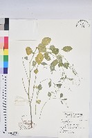 登錄號:S198473藏品圖，第1張