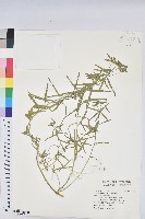 矮生大戟藏品圖，第1張