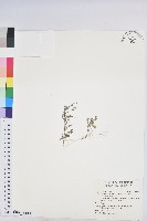 銳葉小還魂藏品圖，第1張