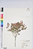 埔里杜鵑藏品圖，第1張