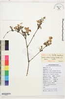 繡球藤藏品圖，第1張