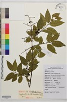 纖細雀梅藤藏品圖，第1張