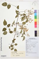 鈍萼鐵線蓮藏品圖，第1張