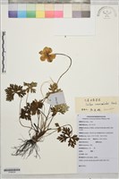 登錄號:S199239藏品圖，第1張