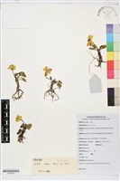 花葶驢蹄草藏品圖，第1張