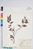 鴨舌黃藏品圖，第1張