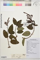 勾兒茶藏品圖，第1張