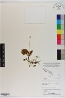 登錄號:S199990藏品圖，第1張