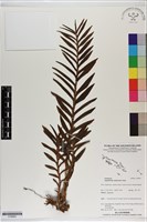 登錄號:S199991藏品圖，第1張