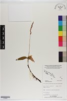 登錄號:S199994藏品圖，第1張