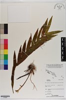 登錄號:S199996藏品圖，第1張