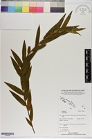 登錄號:S199998藏品圖，第1張