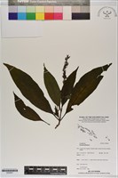 登錄號:S200001藏品圖，第1張