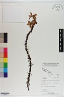 登錄號:S200002藏品圖，第1張