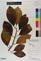 登錄號:S200003藏品圖，第1張