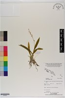 登錄號:S200004藏品圖，第1張