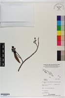 登錄號:S200005藏品圖，第1張