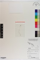 登錄號:S200008藏品圖，第1張