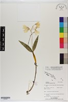 登錄號:S200009藏品圖，第1張