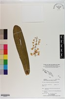 登錄號:S200010藏品圖，第1張