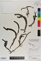 登錄號:S200012藏品圖，第1張